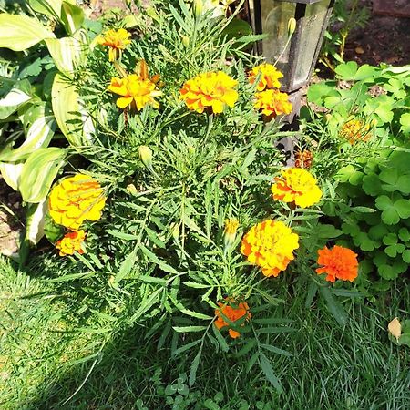 Un Deux Pieces Et Un Jardin A ווילג'וף מראה חיצוני תמונה
