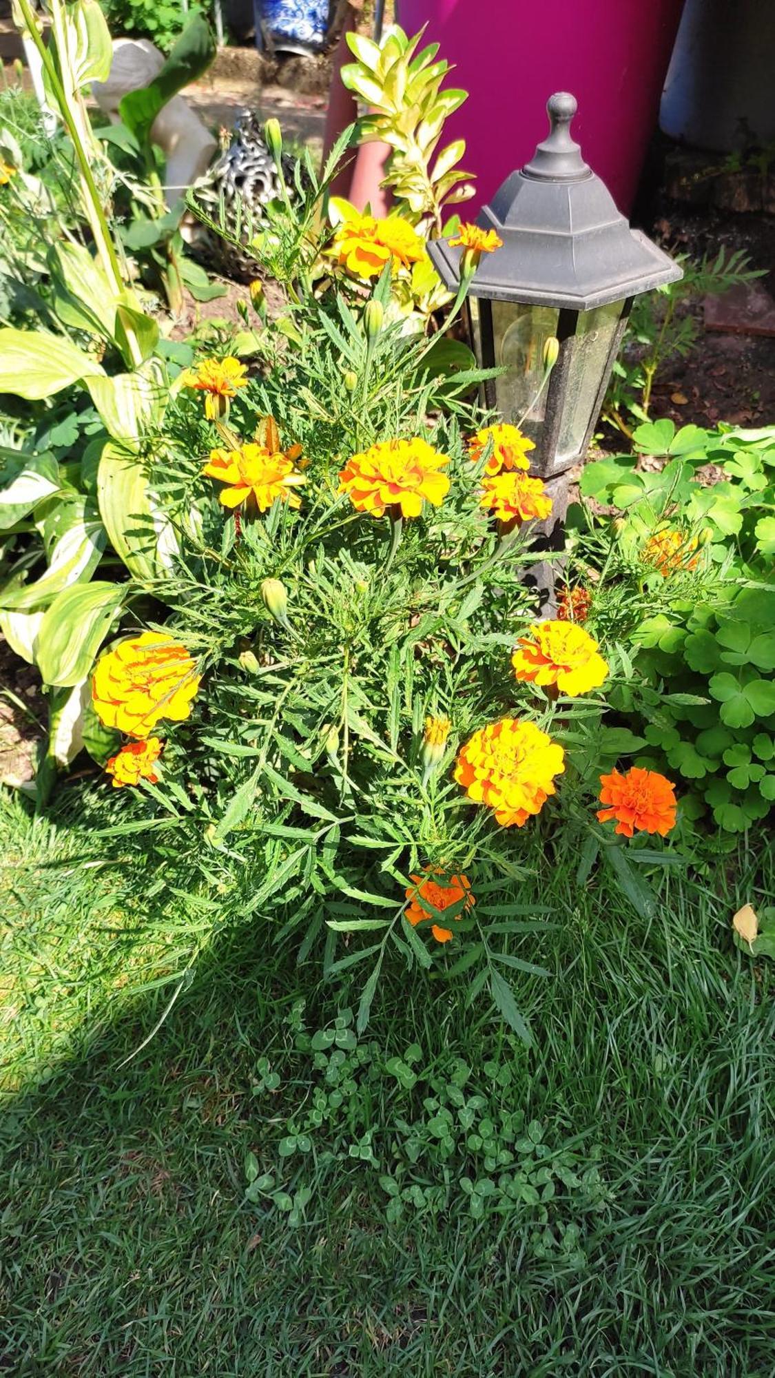 Un Deux Pieces Et Un Jardin A ווילג'וף מראה חיצוני תמונה